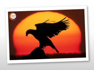 Fuja das Galinhas - Blog - Inner Self